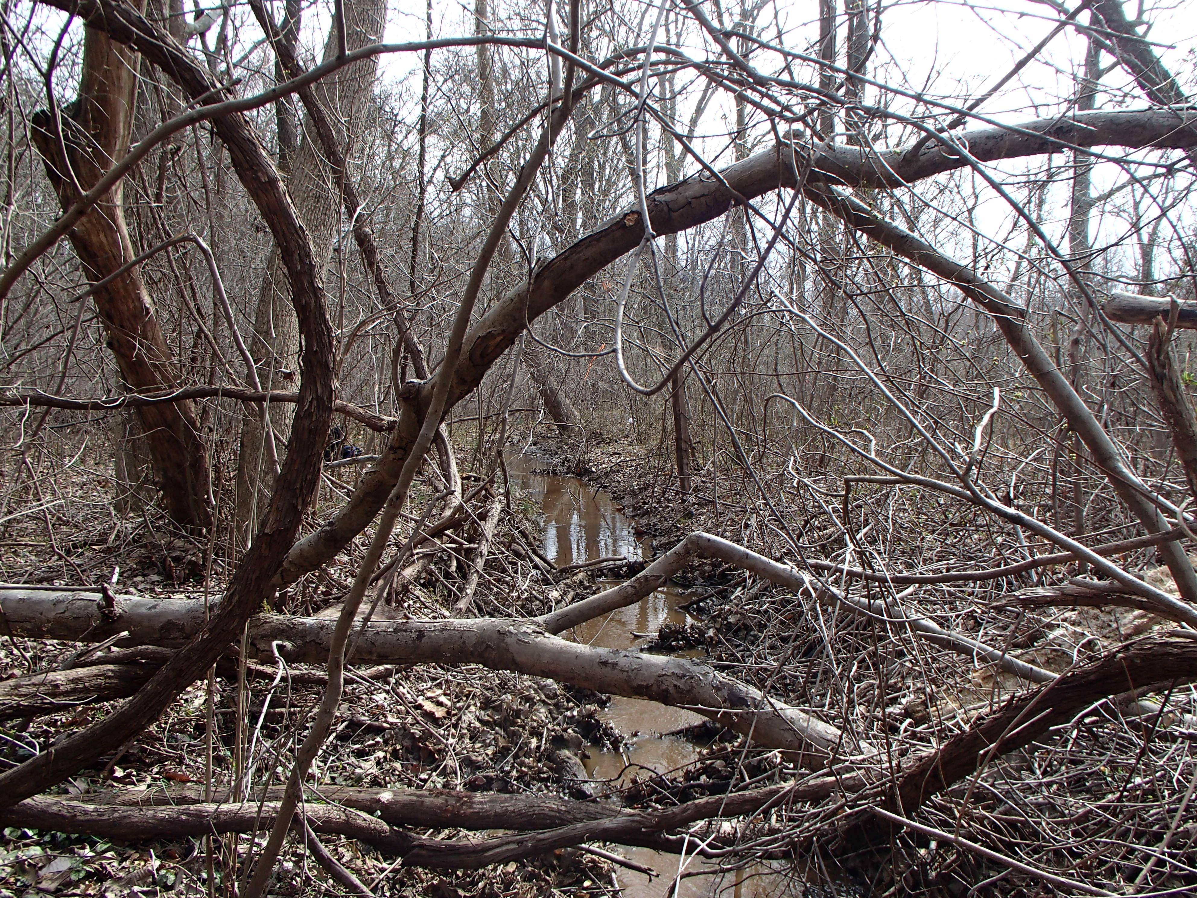 Field photo showing stream conditions at site WEST-106-X-2016_midpoint looking downstream